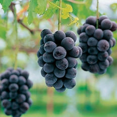 岡山県産ニューピオーネ